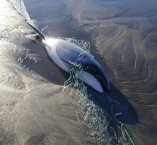A dead Hector's dolphin, having drowned in fishing nets